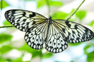 butterfly, Tonesha Smith Photography